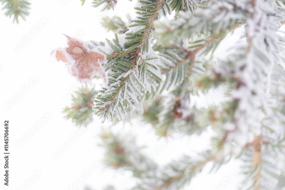 雪景色と紅葉した落葉 雪景色と紅葉した落葉