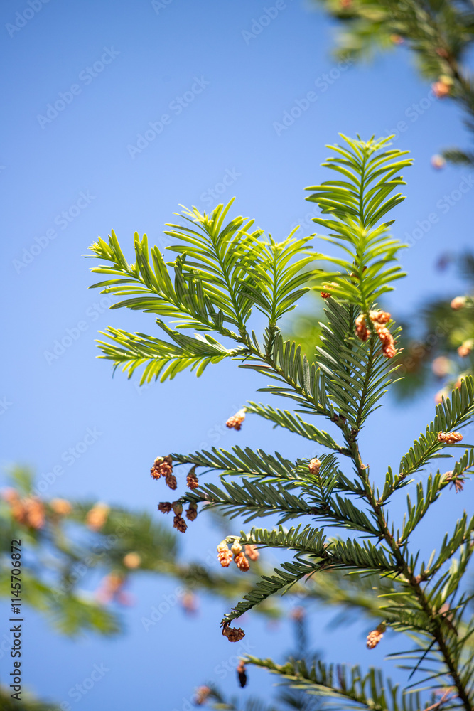 Green tree leaves on a blurred nature background. Green tree leaves on a blurred nature background.