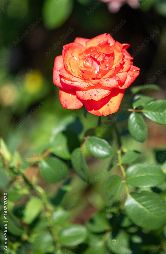 Rose flowers growing in nature close-up. Rose flowers growing in nature close-up.