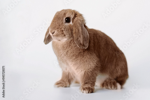 funny red rabbit with its ears down isolated on white background. Mocha mousse coloured image photo