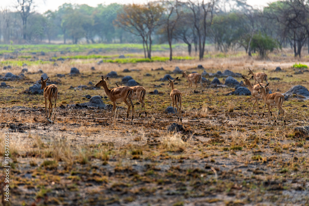 Fototapeta premium antelope at Chaminuka Game reserve in Zambia, Africa