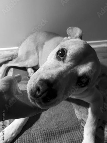 a dog playing with a person hand