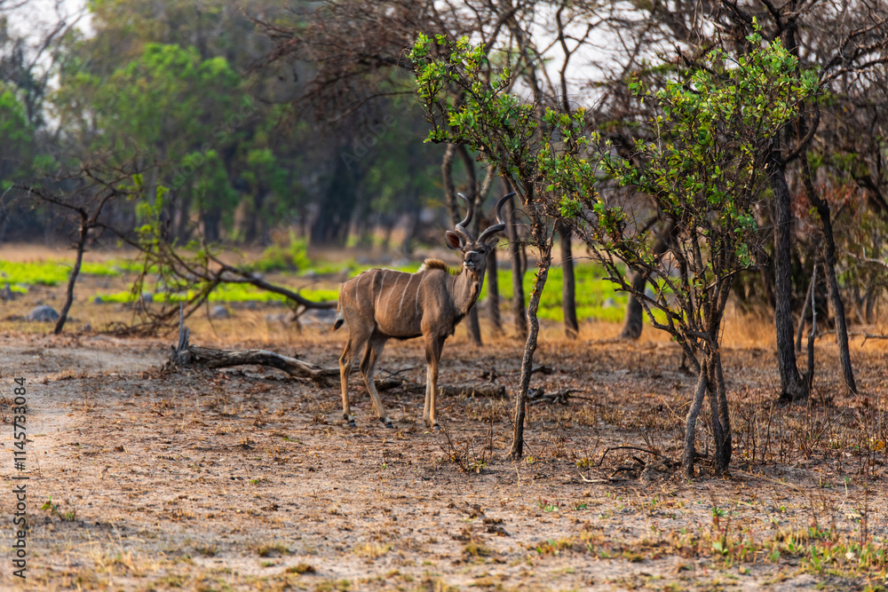 gazelle at Chaminuka Game reserve in Zambia, Africa