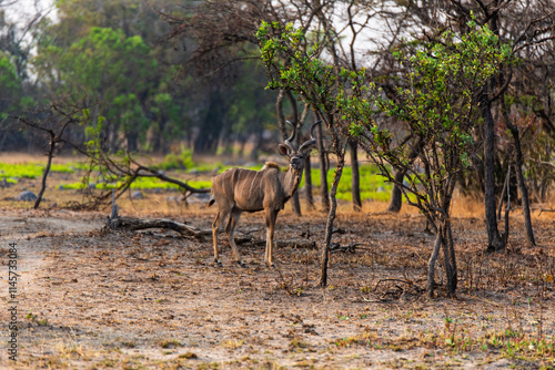 Obraz na płótnie gazelle at Chaminuka Game reserve in Zambia, Africa w salonie