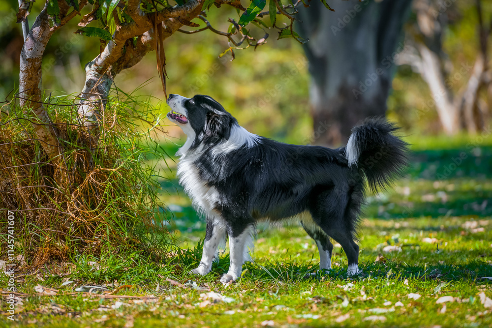 Border Collie male dog sniffing tree off leash in dog park