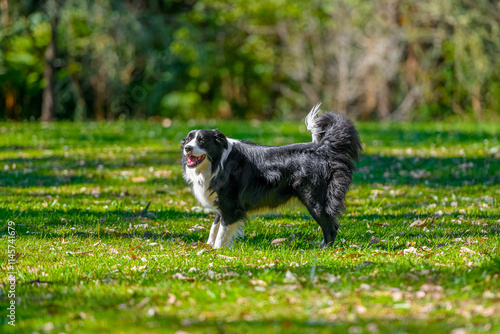 Obraz na płótnie Border Collie dog standing in park. Purebred male canine posing on green grass w salonie