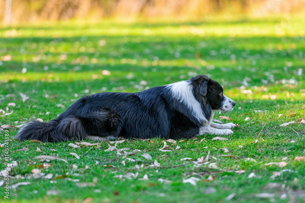 Portrait of Border Collie resting on green grass in dog park