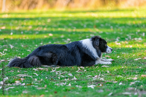 Obraz na płótnie Portrait of Border Collie resting on green grass in dog park w salonie