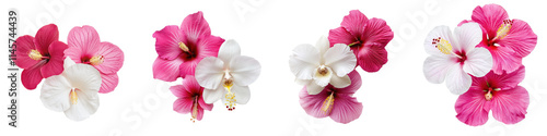 Obraz na płótnie Beautiful pink and white orchids paired with vibrant hibiscus flowers w salonie