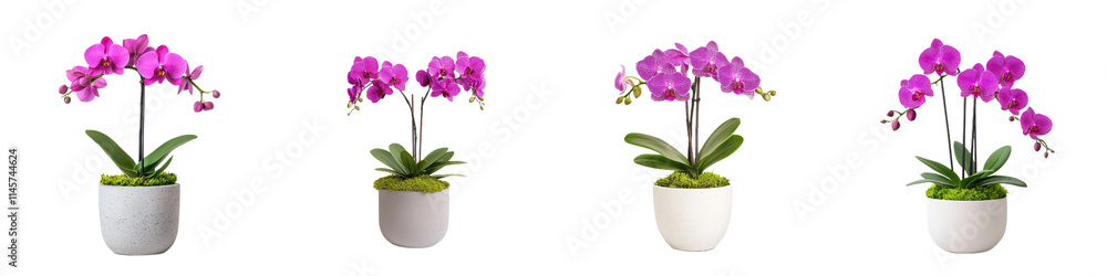 Potted orchids with vibrant purple flowers in various pots and styles Potted orchids with vibrant purple flowers in various pots and styles