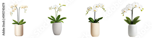 Wallpaper Mural Elegant white orchid plants in textured ceramic vases, showcasing beauty Torontodigital.ca