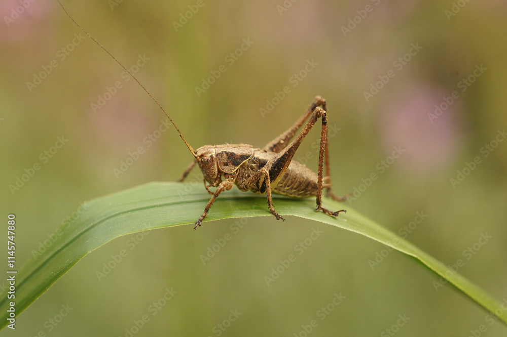 Closeup on a Dark-bush cricket, Pholidoptera griseoaptera sitting on a green leaf in the garden Closeup on a Dark-bush cricket, Pholidoptera griseoaptera sitting on a green leaf in the garden