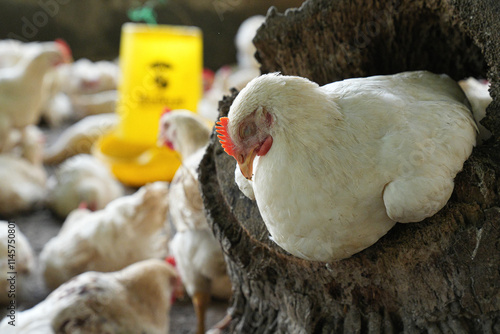 Group of white chickens inside a poultry farm, captured in natural light. Ideal for visuals related to farming, rural life, livestock management, and food production industries.