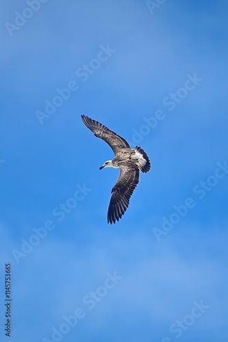 osprey in flight