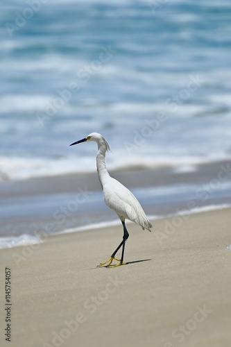 heron on beach