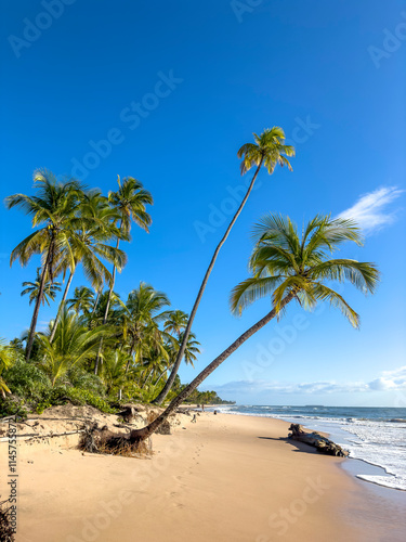 palm tree on the beach