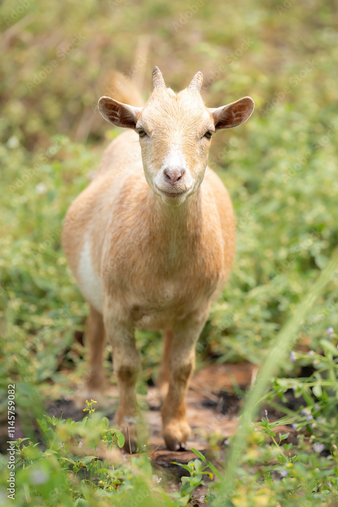 American Pygmy Goat (Capra aegagrus hircus) come from the West African Dwarf Goat in the Cameroon Valley, West Africa. American Pygmy Goat (Capra aegagrus hircus) come from the West African Dwarf Goat in the Cameroon Valley, West Africa.
