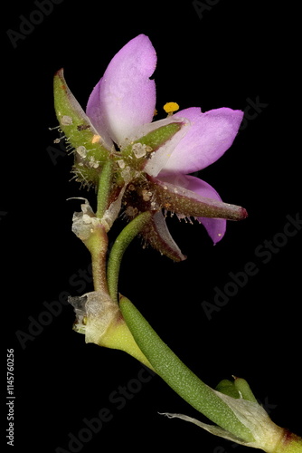 Red Sandspurry (Spergularia rubra). Flower Closeup photo