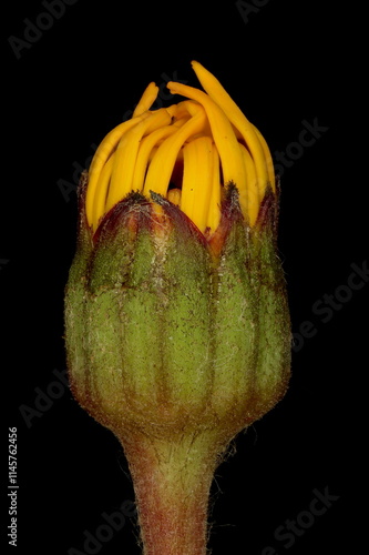 Summer Ragwort (Ligularia dentata). Budding Capitulum Closeup photo