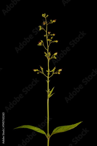Common Figwort (Scrophularia nodosa). Habit