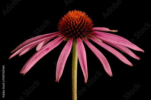 Eastern Purple Coneflower (Echinacea purpurea). Flowering Capitulum Closeup photo