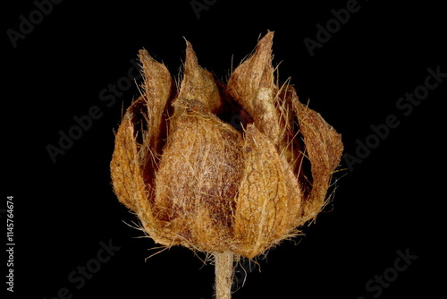 Ternate-Leaved Cinquefoil (Potentilla norvegica). Mature Fruit Closeup photo