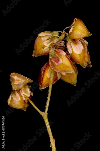 Buckwheat (Fagopyrum esculentum). Infructescence Closeup photo