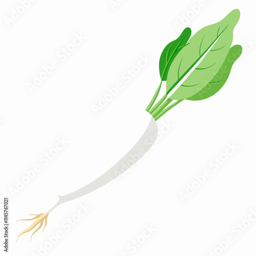 white long radish isolated white background