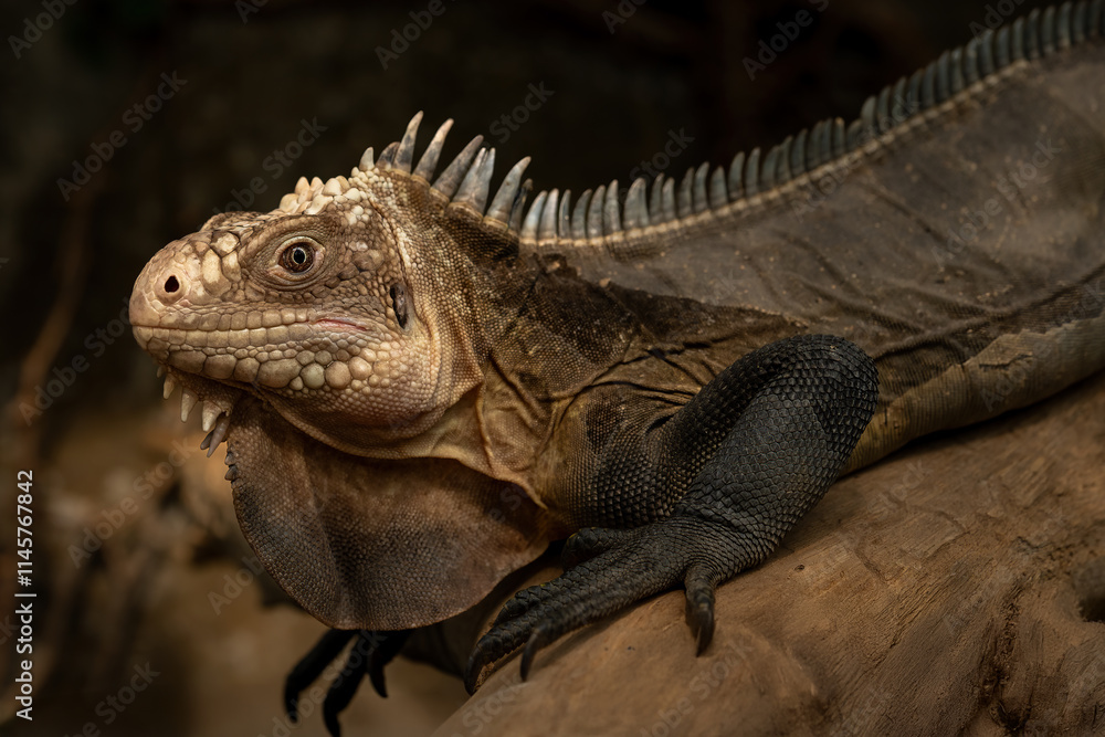 Fototapeta premium Lesser Antillean iguana (Iguana delicatissima) or West Indian iguana is a large arboreal lizard endemic to the Lesser Antilles.