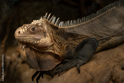 Lesser Antillean iguana (Iguana delicatissima) or West Indian iguana is a large arboreal lizard endemic to the Lesser Antilles. photo