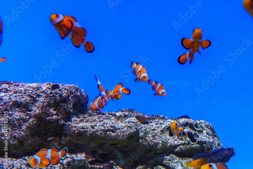 青い水槽で泳ぐ沢山のクマノミ、Clark's anemonefish、Yellowtail clownfish、Goldbelly anemonefish
 photo