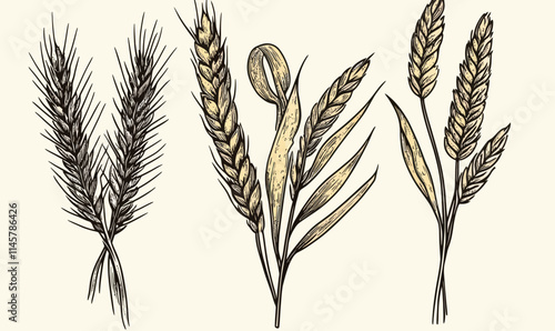 Engraved Wheat Bread Ears Cereal Crop Set in Minimalist Vector Style Illustration