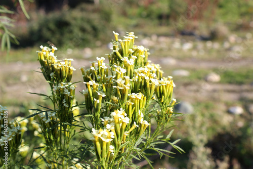 Flowering of wild marigolds (Tagetes minuta). Photo taken in Abkhazia