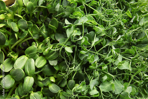 Wallpaper Mural Fresh micro green sprouts as background, closeup Torontodigital.ca
