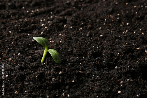 Small green seedling in bla...