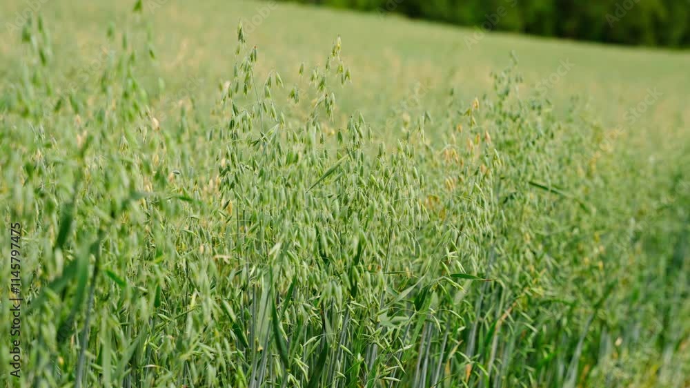 Oat field gently swaying in summer breeze against lush green background Oat field gently swaying in summer breeze against lush green background