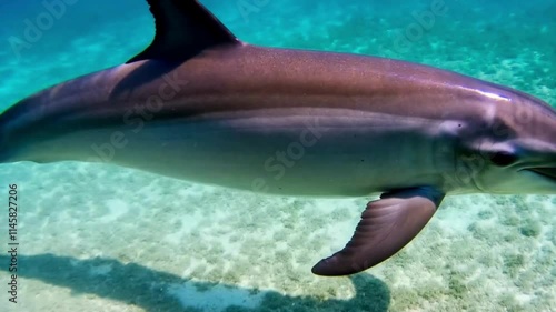 Dusky Dolphin slow motion moving animation high resolution cinematic Creative video, Dusky Dolphin SLOMO Dusky dolphin pod porpoising, New Zealand
 photo