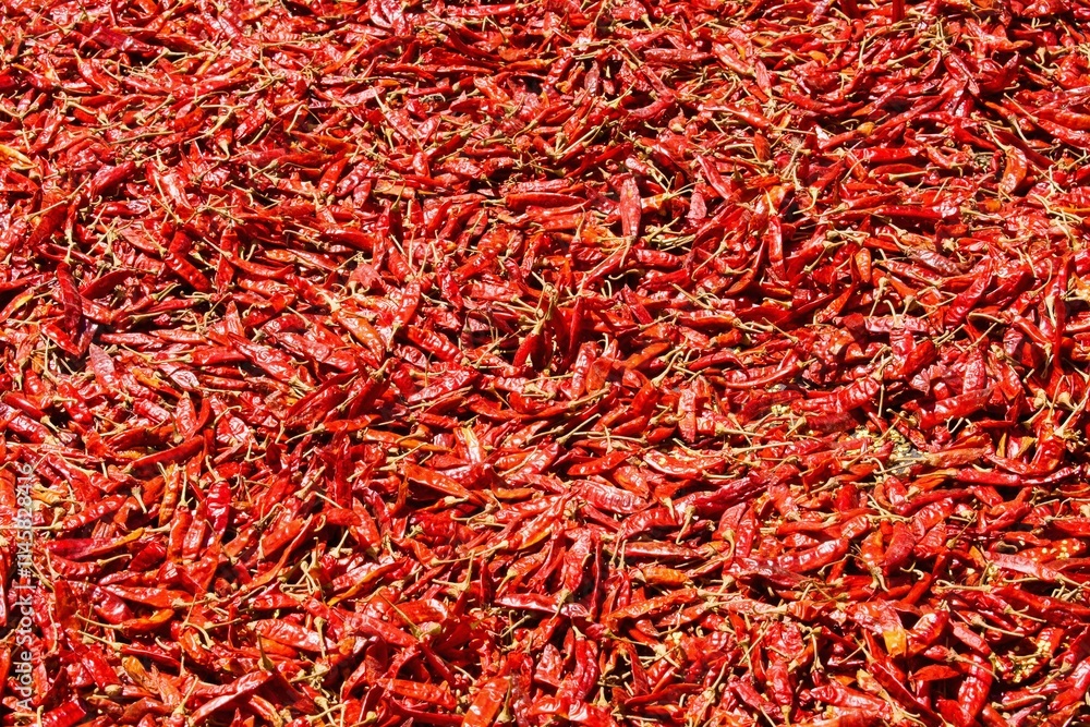 Drying chili, Sri Lanka. Typical ingredience of srilankan cuisine. Drying chili, Sri Lanka. Typical ingredience of srilankan cuisine.