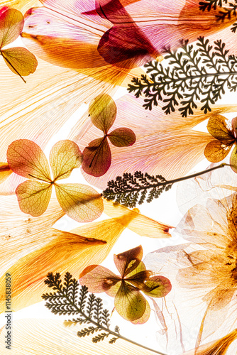 pastel petals on the white background photo