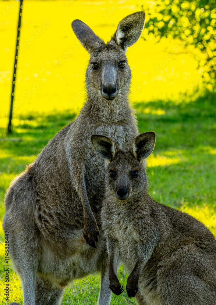 Fototapeta premium kangaroo in the grass
