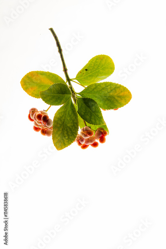 Euonymus europaeus on the white background photo