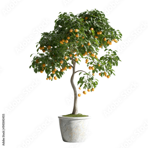 Orange tree, white isolate background