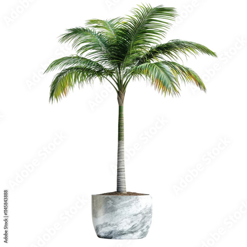 Palm tree in a pot, white isolated background