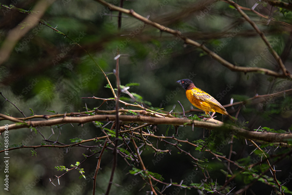 weaver on a branch weaver on a branch