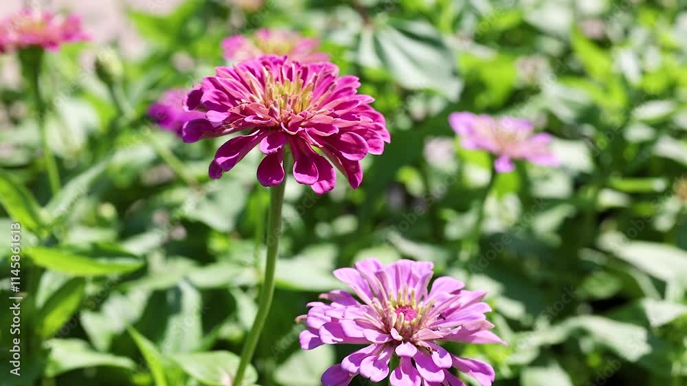 Zinnia Flowers in Suan Luang Park Zinnia Flowers in Suan Luang Park