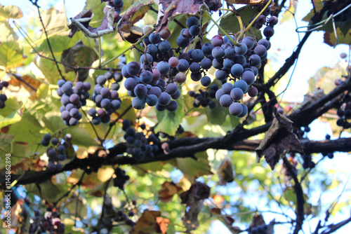 Ripe Isabella grapes on a branch. A local wine variety. Photo taken in Abkhazia