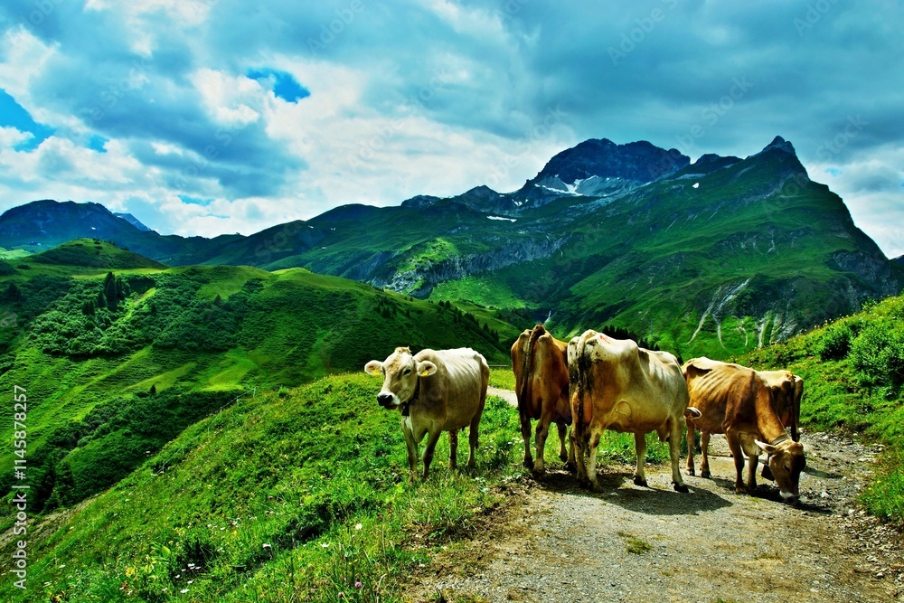 Obraz premium Austrian Alps - view of the Karhorn mountain and cows on the road in the Lechtal Alps