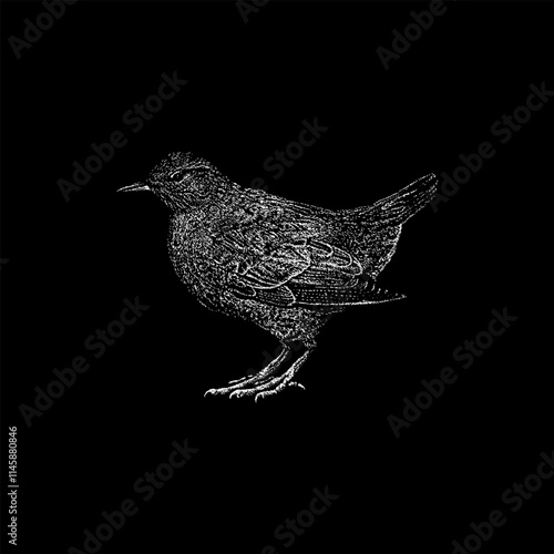 American Dipper hand drawing vector isolated on black background.