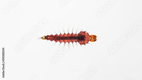 Close-Up of toxorhynchites Mosquito Larva on White Background - Perfect for educational materials, scientific presentations, or biology-related visuals. photo