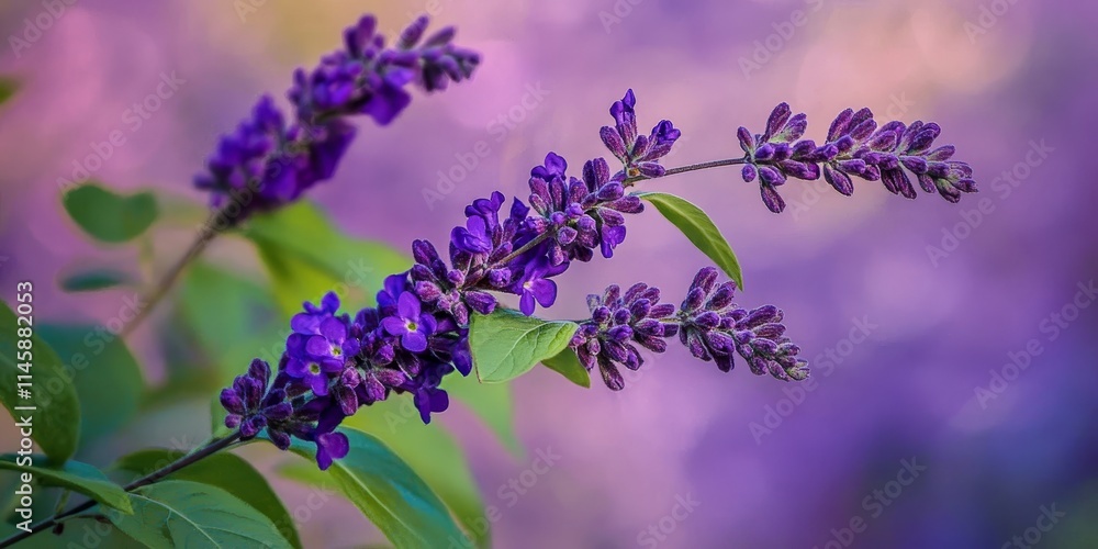 Blooming purple branch of a stunning plant stands out against a backdrop of lush green foliage, showcasing the vibrant colors of nature with this beautiful plant s captivating blooms. Blooming purple branch of a stunning plant stands out against a backdrop of lush green foliage, showcasing the vibrant colors of nature with this beautiful plant s captivating blooms.